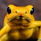 yellowfrog268's Avatar