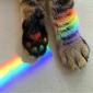 RainbowSadness's Avatar